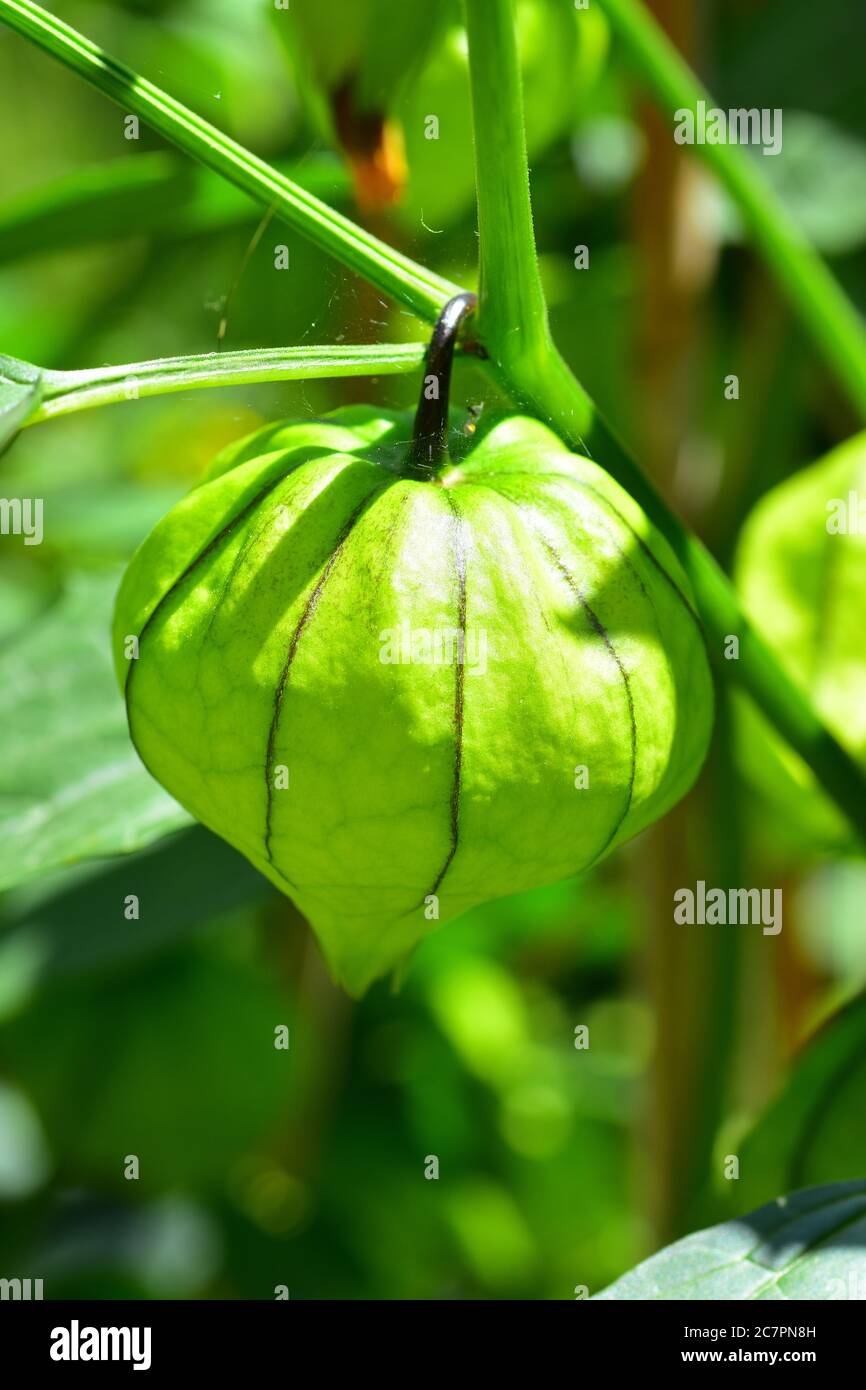 Tomatillo Plant Fruit Stock Photo Alamy