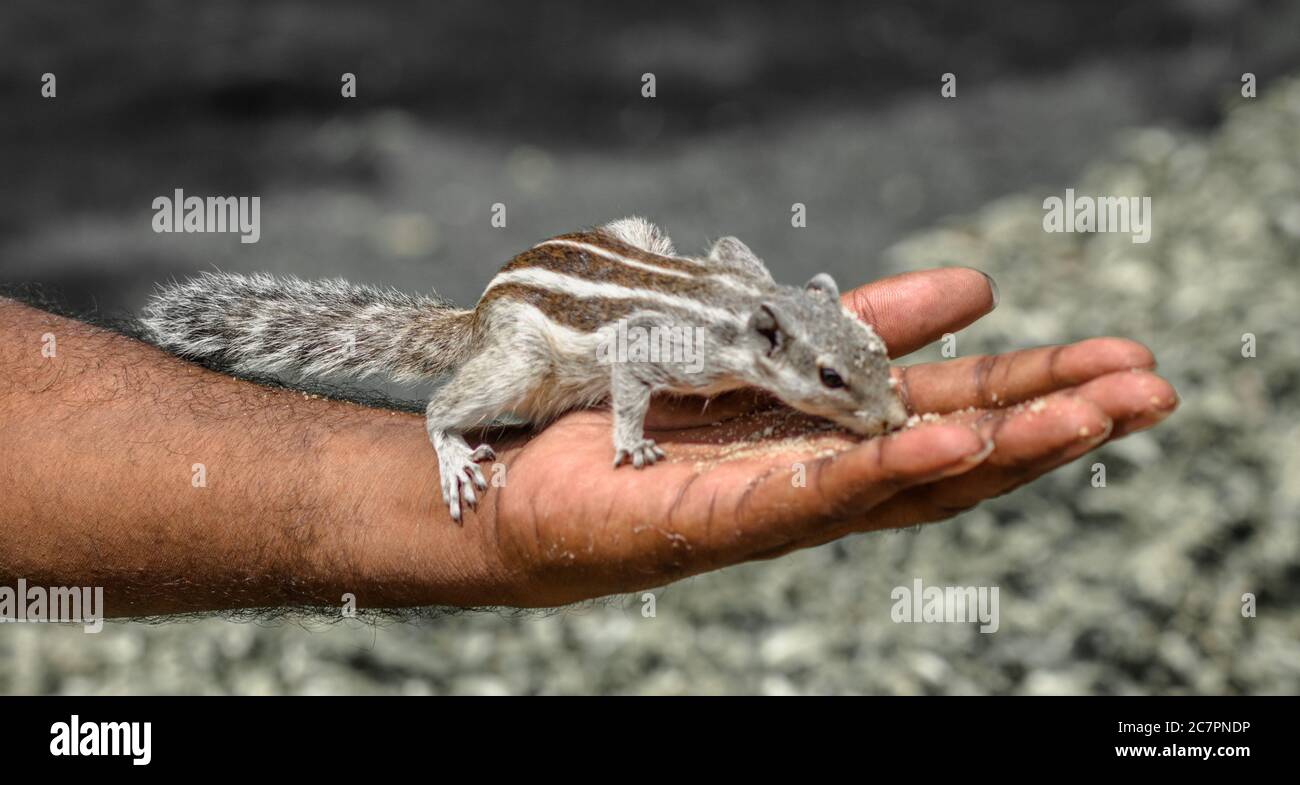 Squirrels are members of the family Sciuridae Stock Photo