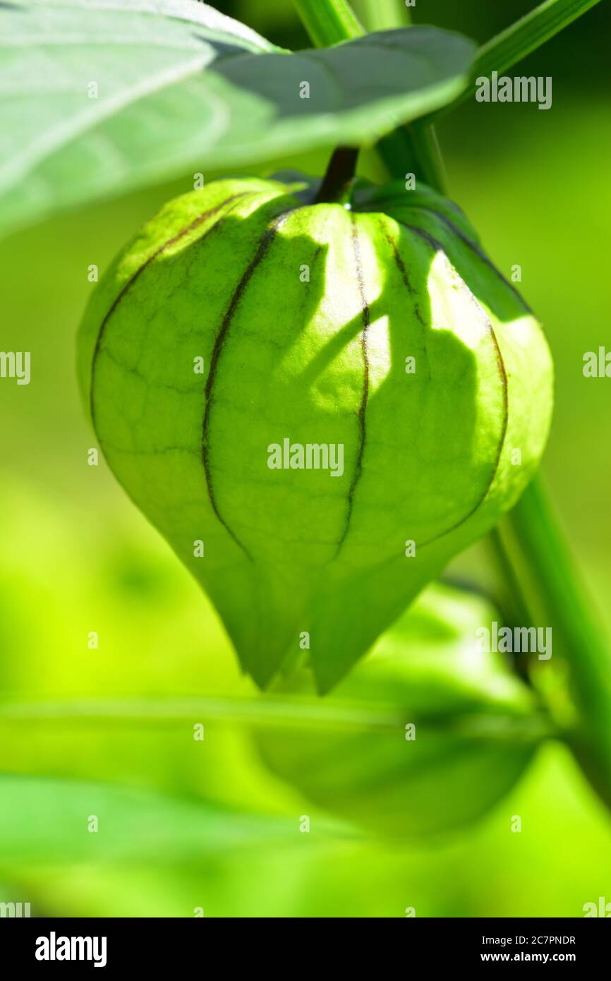 Tomatillo Plant Fruit Stock Photo Alamy
