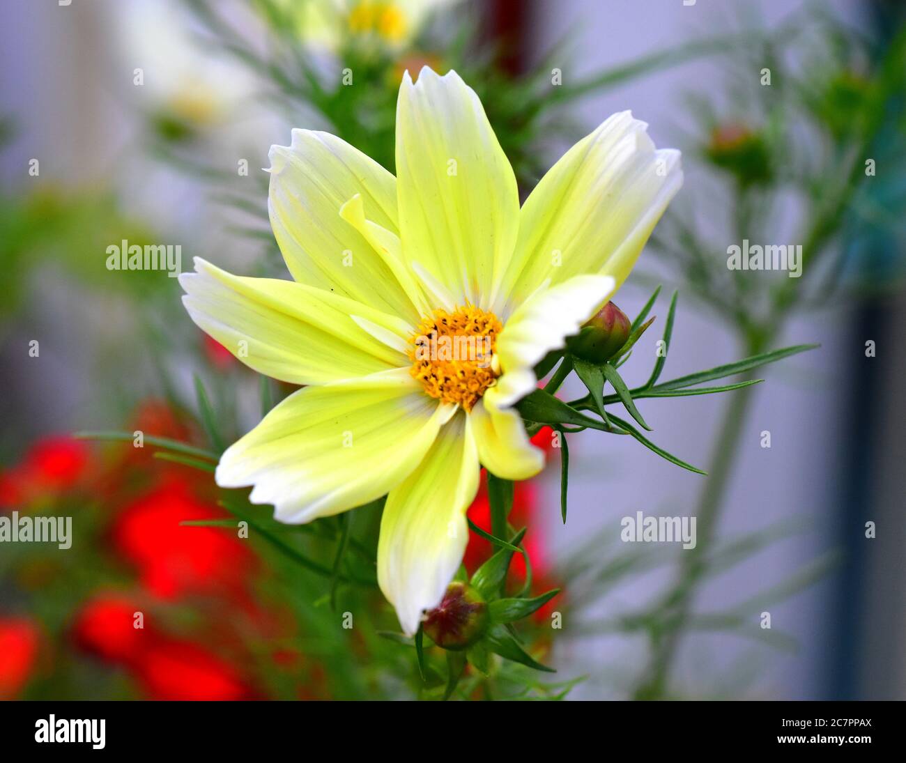 Close up centre of cosmos flower hi-res stock photography and images ...