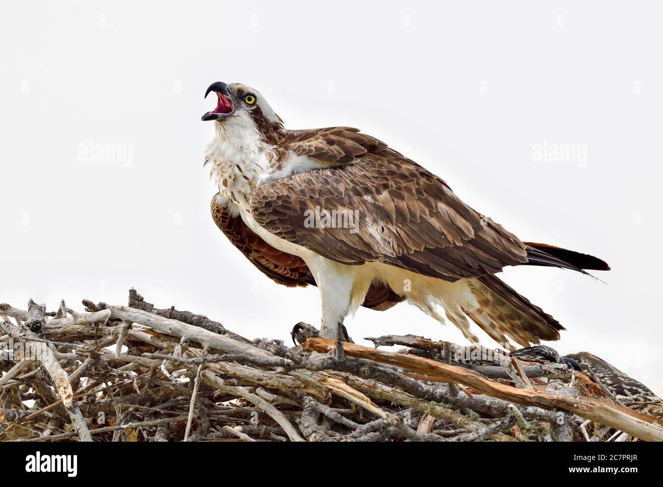 Osprey is giving a warning to other birds Stock Photo