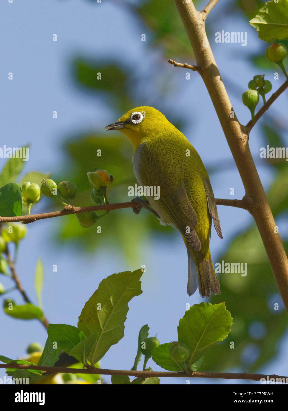 Indian White eye Zosterops Palpebrosus Stock Photo Alamy indian-white-eye-zosterops-palpebrosus-stock-photo-alamy