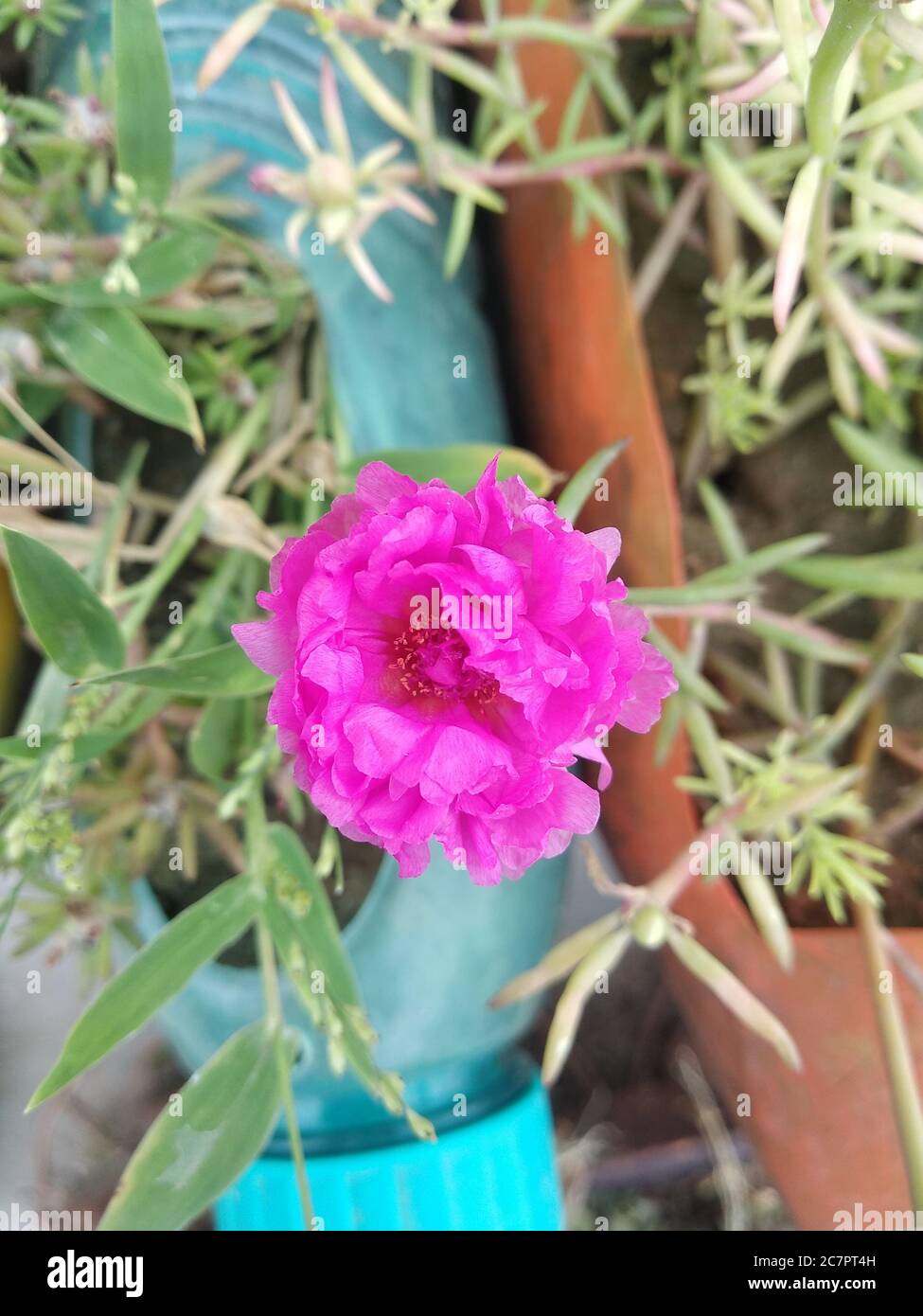 Portulaca grandiflora (Portulaca, Moss Rose, Sun plant, Sun Rose) ; A colorful blossom, petals stacked overlapping in layers which variable and multi- Stock Photo