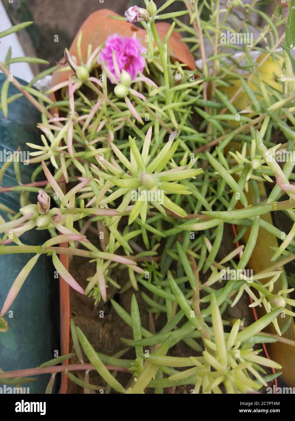 Portulaca grandiflora or moss rose flowers beginning to bloom – Delhi,India. Stock Photo