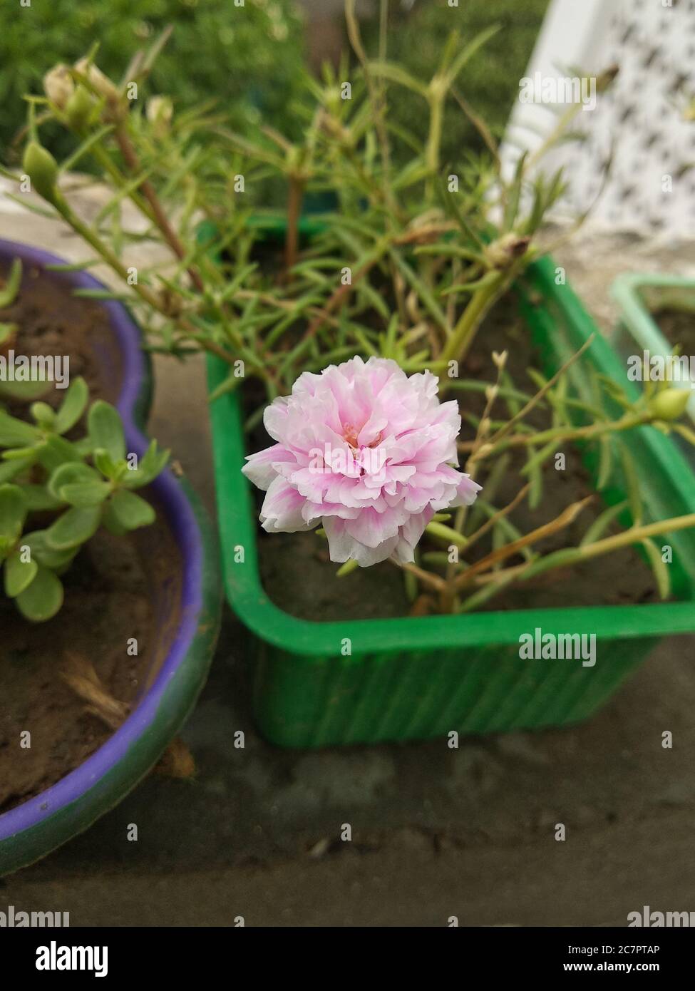 Portulaca grandiflora or Moss Rose or Sun plant or Sun Rose. A colourful blossom, petals stacked overlapping in layers. Supported by tiny, thick & fle Stock Photo