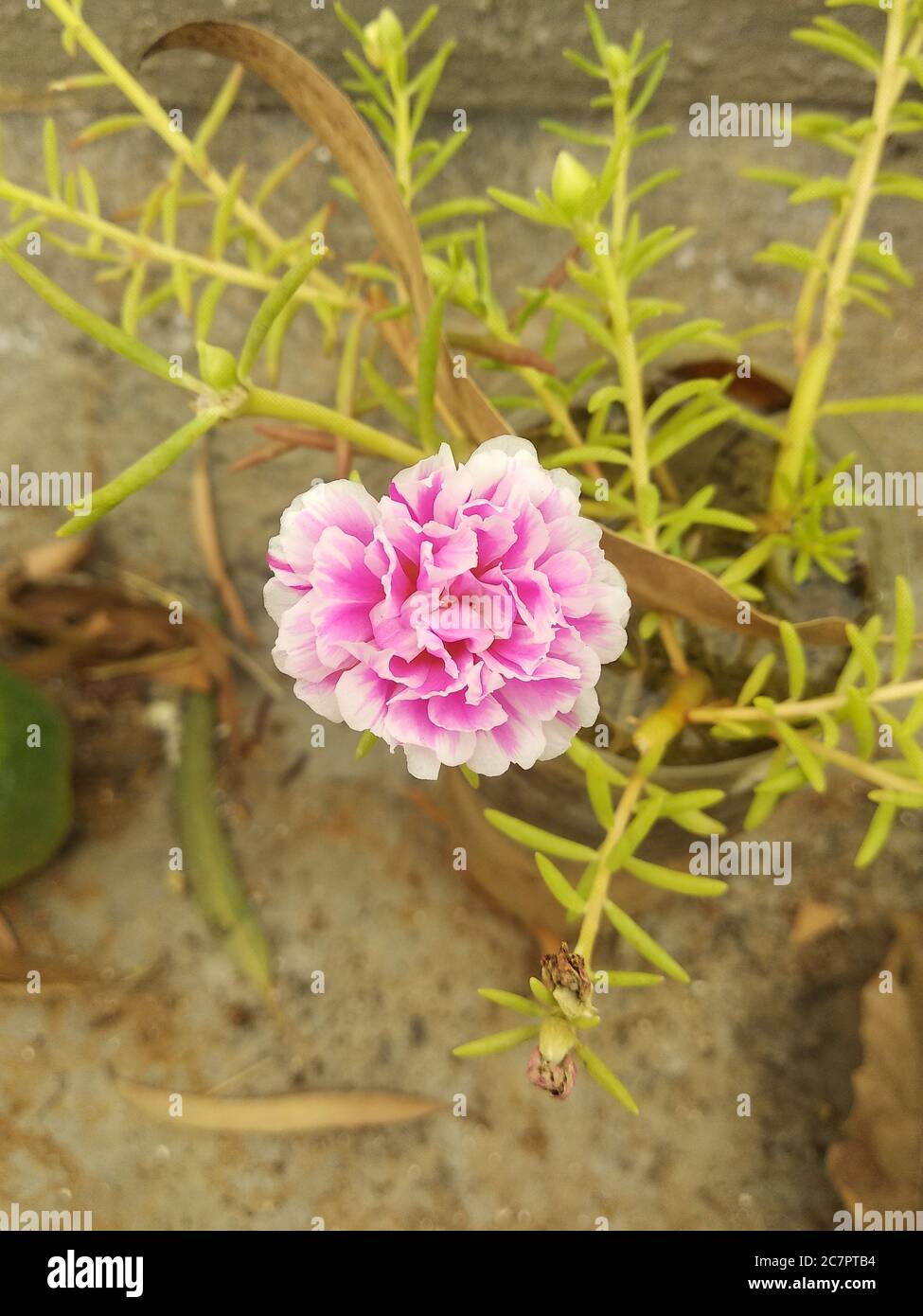 Portulaca grandiflora or Moss Rose or Sun plant or Sun Rose. A colourful blossom, petals stacked overlapping in layers. Supported by tiny, thick & fle Stock Photo