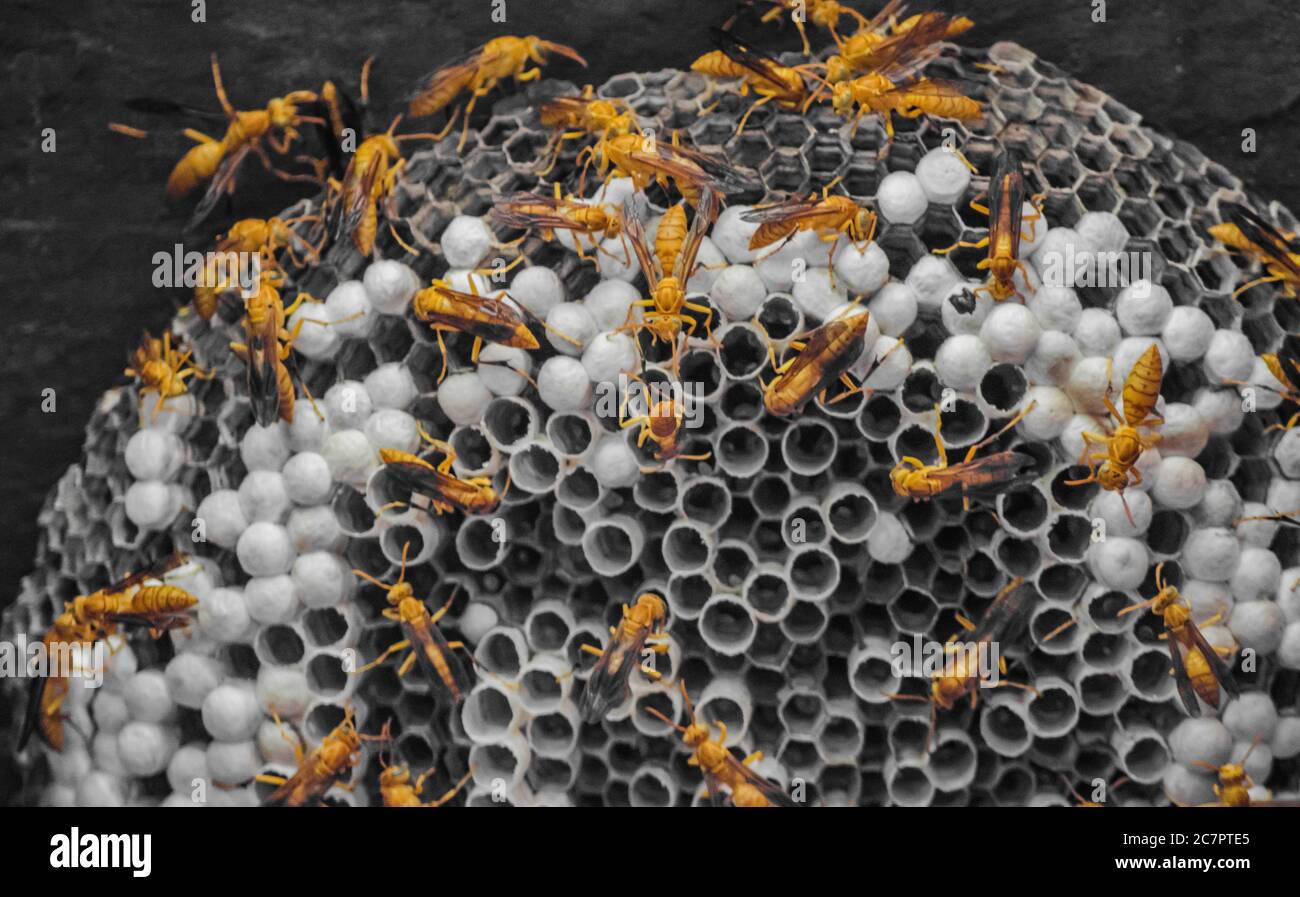 honey bee nest in wall Stock Photo