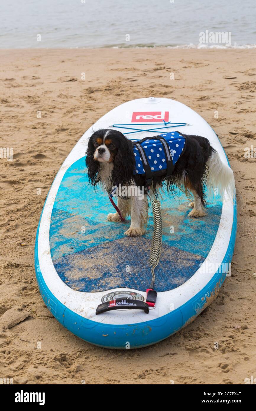 Sup with dogs hi-res stock photography and images - Alamy