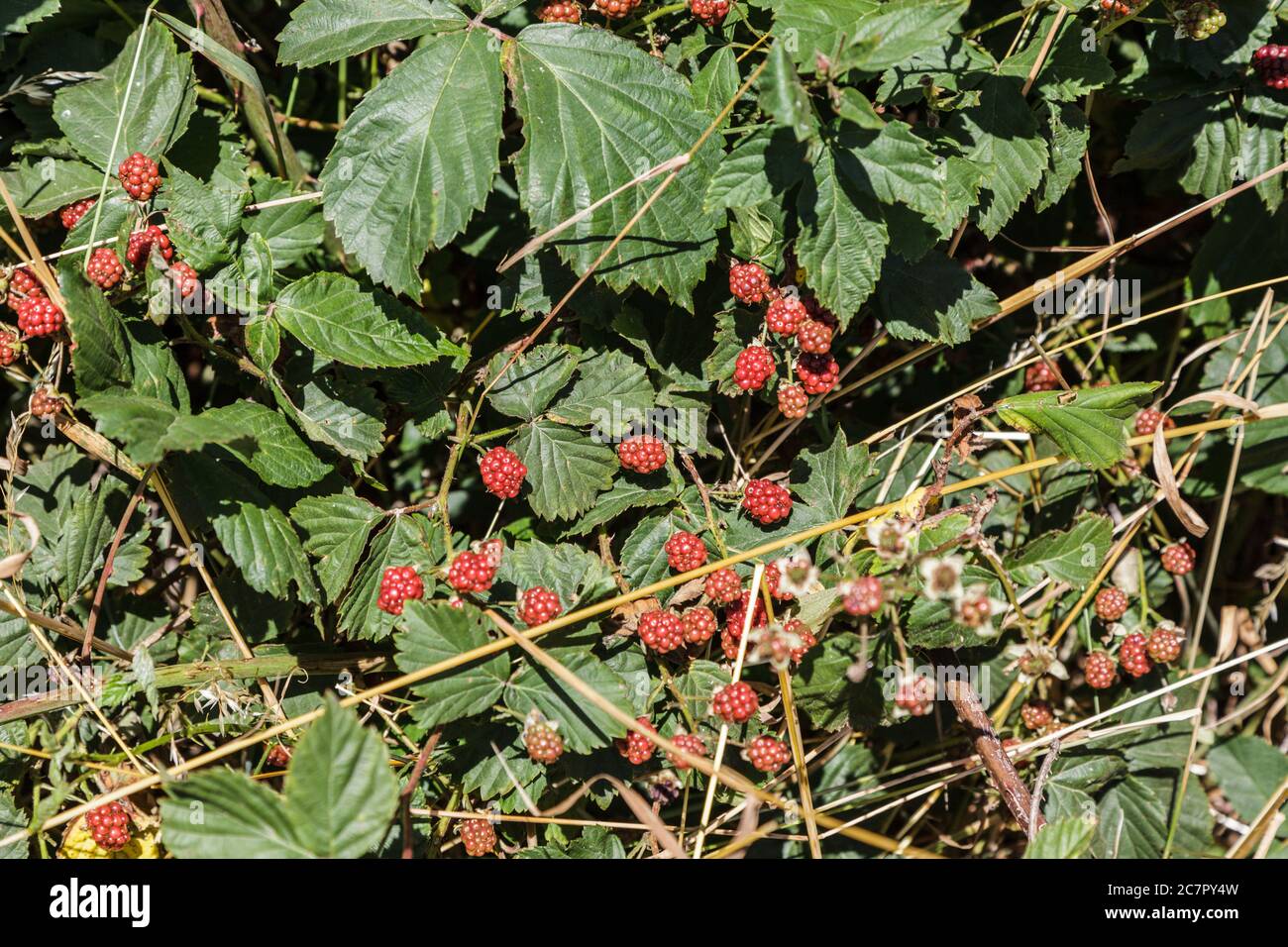 wild bramble bushes with ripe blackberries alongside a road Stock Photo