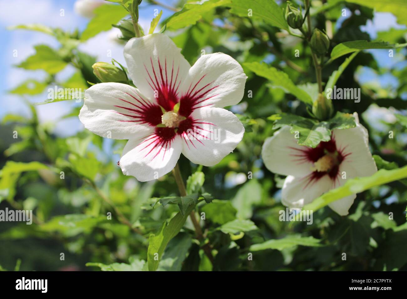 white hibiscus flowers tree in summer Stock Photo