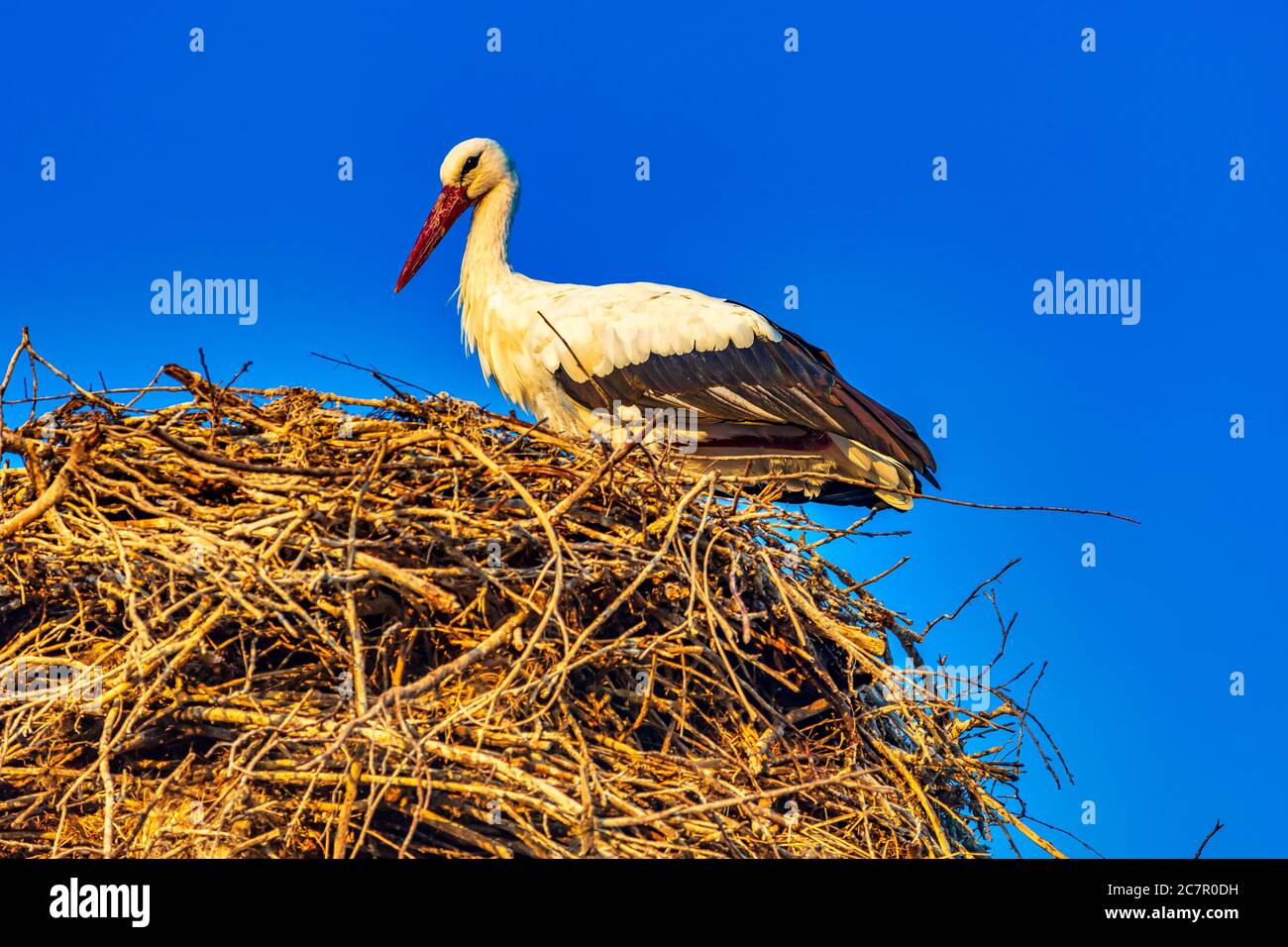 Stork  on his nest in Lori Berd Stepanavan landmark of Lorri Armenia eastern Europe Stock Photo
