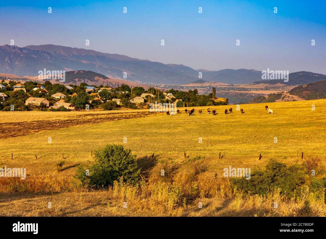 cattle in the higlands plain landscape of Lorri region province near Hnevank Armenia eastern Europe Stock Photo