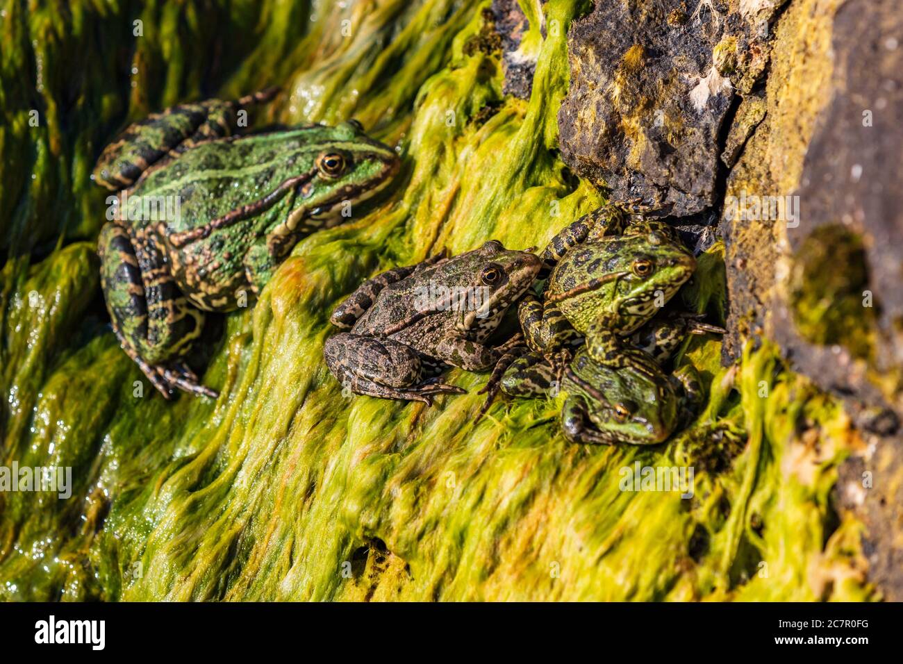 frogs of Lake Sevan landmark of Gegharkunik Armenia eastern Europe Stock Photo