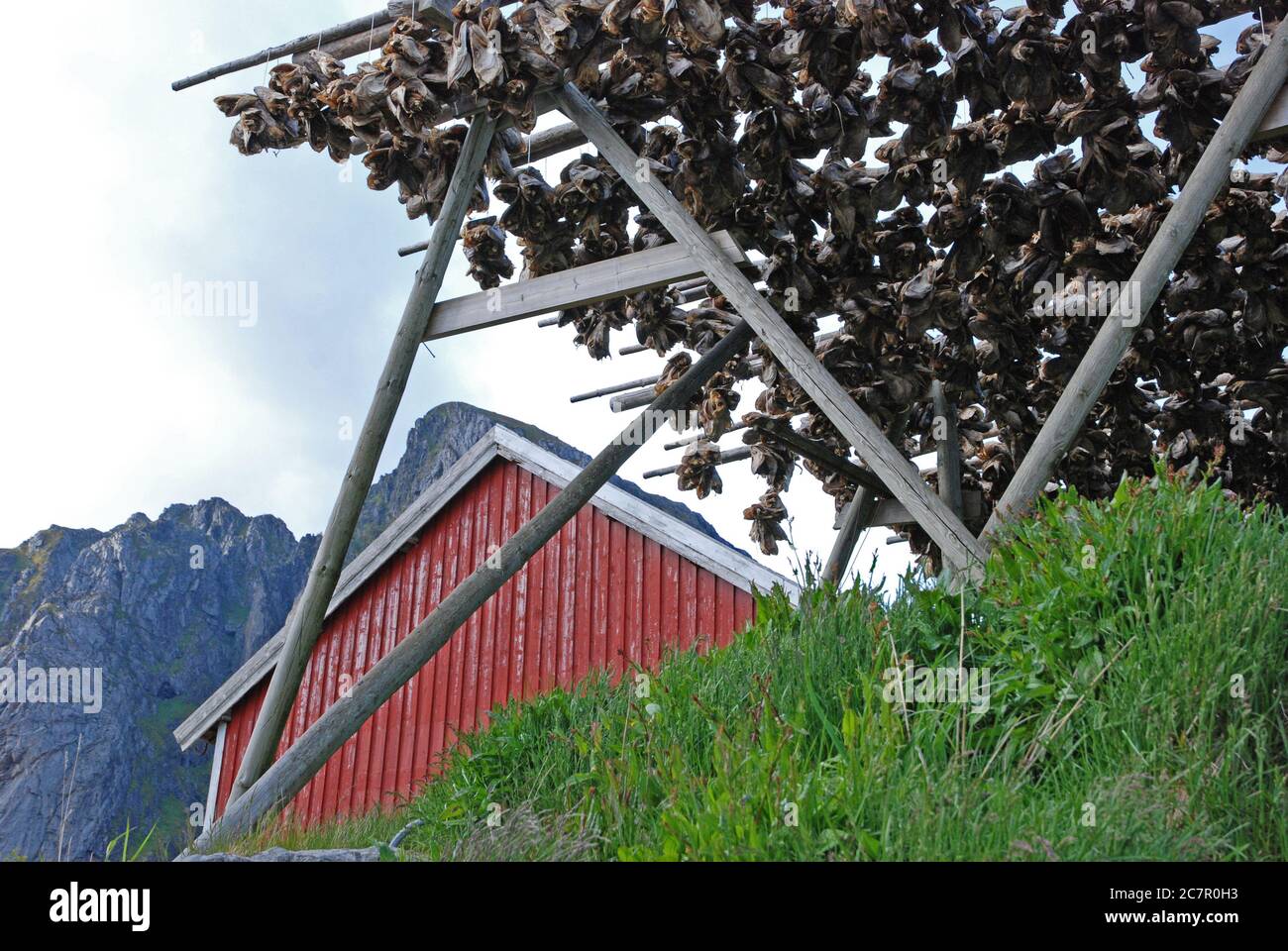 Fish-drying rack with dried stockfish (probably cod, also called