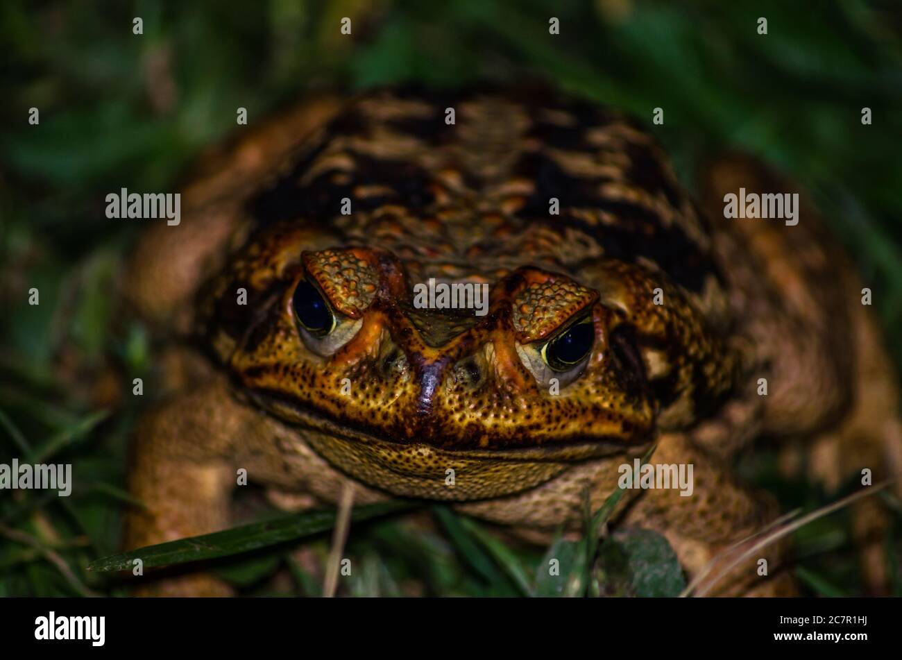 Closeup shot of a brown toad on the grass - perfect for background ...