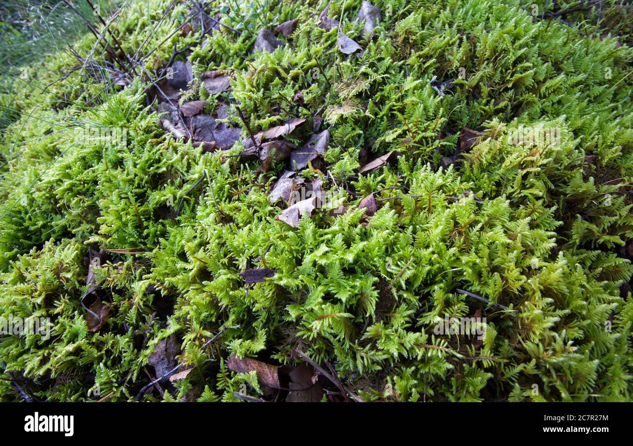 Feather moss (Ptilium crista-castrensis) Stock Photo