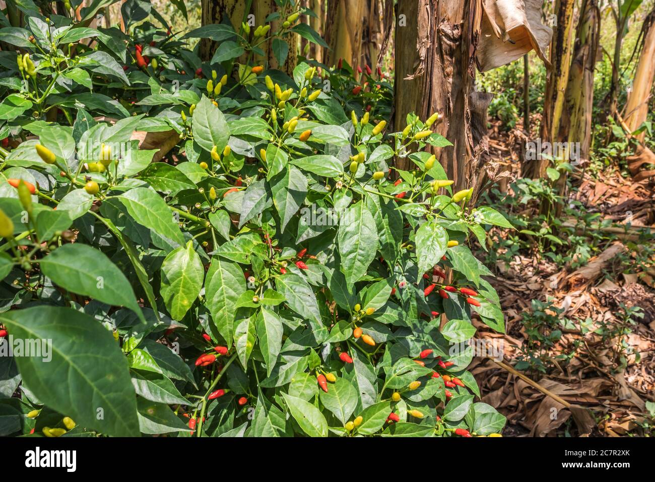 Yellow, orange and red chilli peppers on a chilli pepper plant
