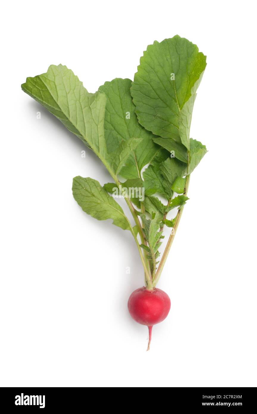 Studio shot of freshly picked radish cut out against a white background - John Gollop Stock Photo