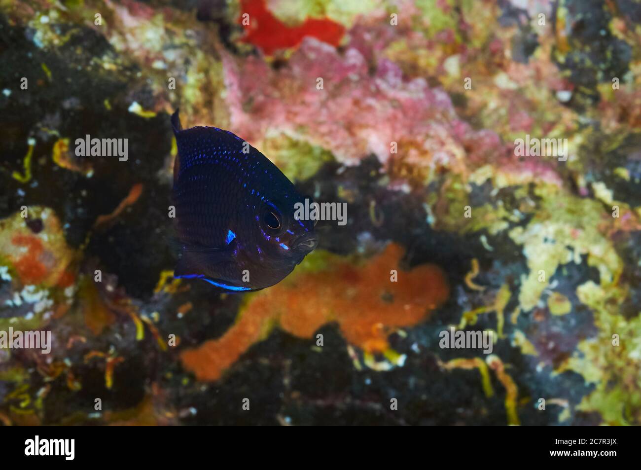 Canary damsel (Similiparma lurida) close-up fish portrait in Mar de las Calmas Marine Reserve (El Hierro Island, Canary Islands, Atlantic Sea, Spain) Stock Photo