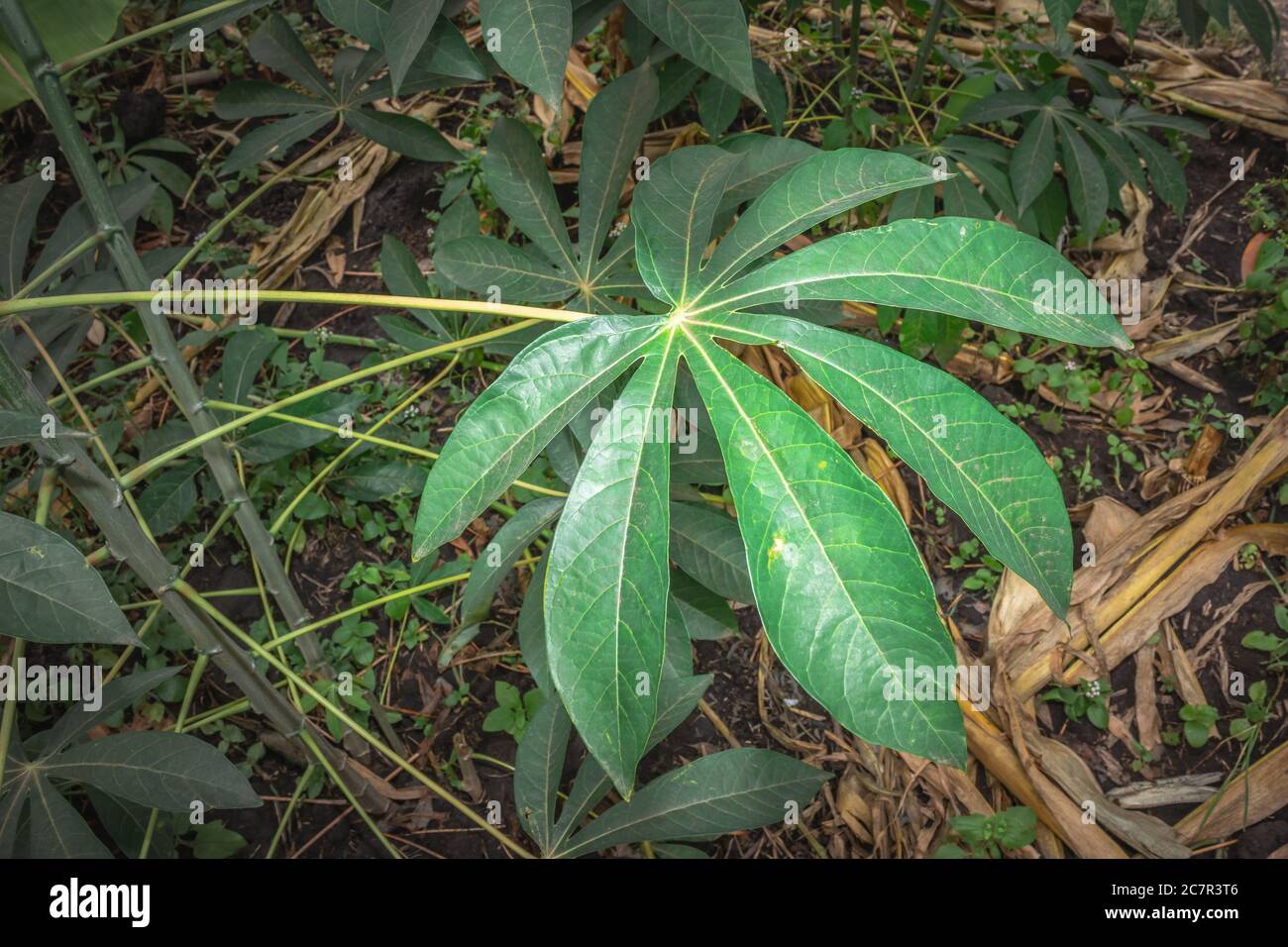 Cassava Plant High Resolution Stock Photography And Images Alamy,Lemon Butter Caper Sauce