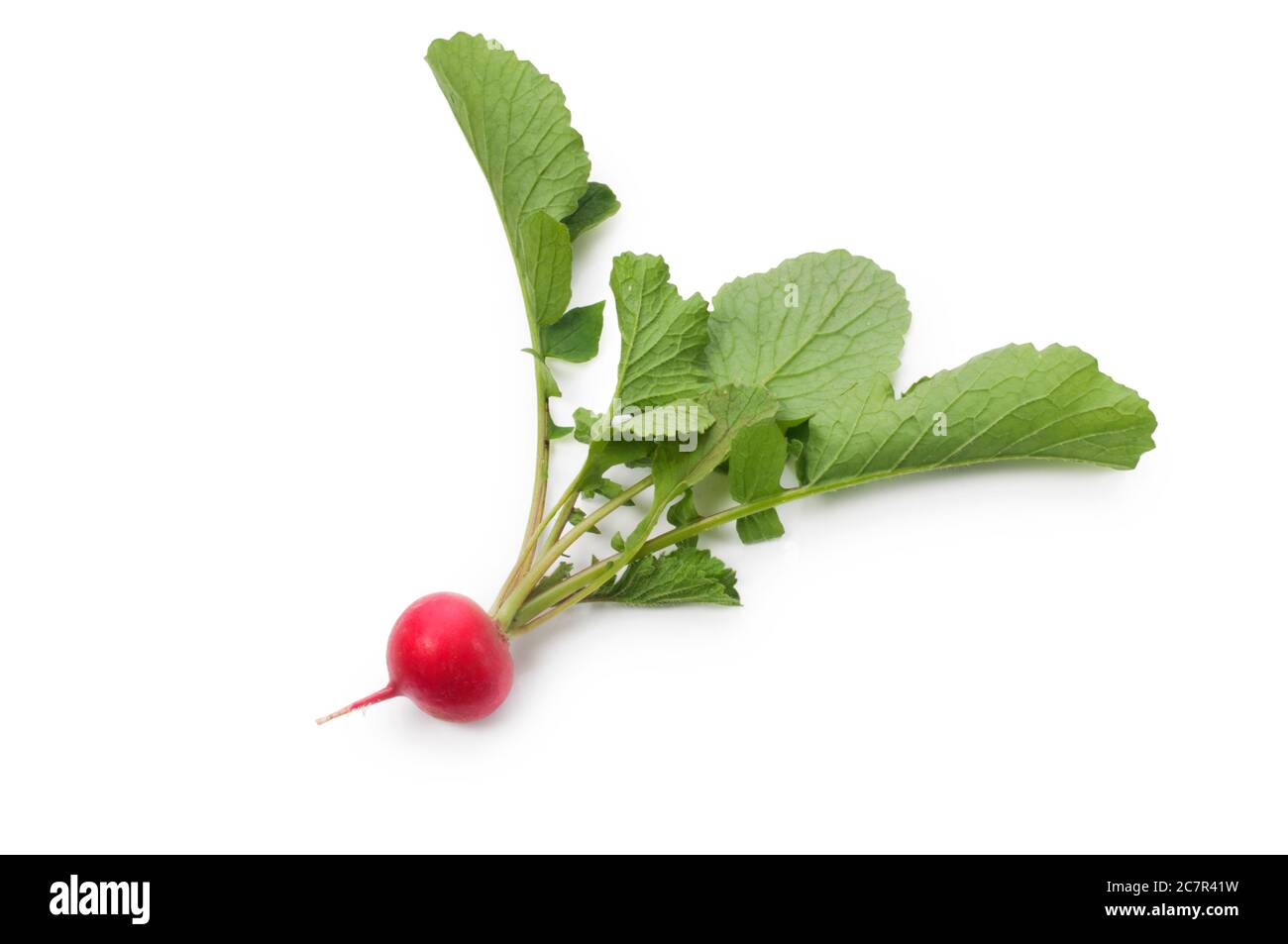 Studio shot of freshly picked radish cut out against a white background - John Gollop Stock Photo