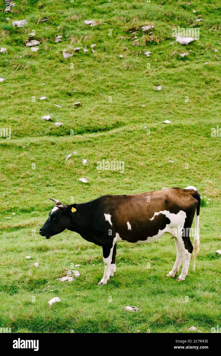 A black-and-white spotted cow grazes on the green meadow hills Stock ...