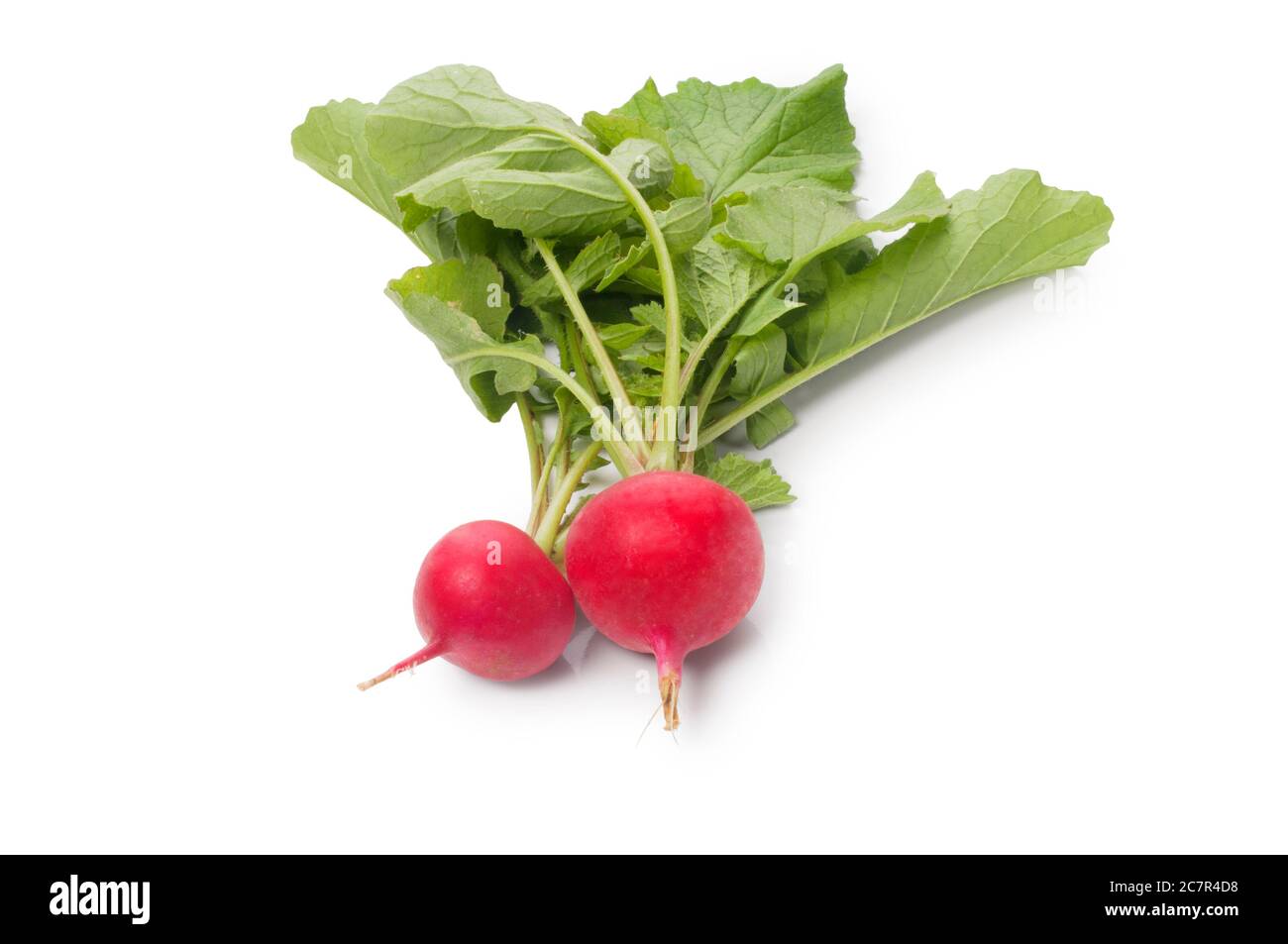 Studio shot of freshly picked radish cut out against a white background - John Gollop Stock Photo