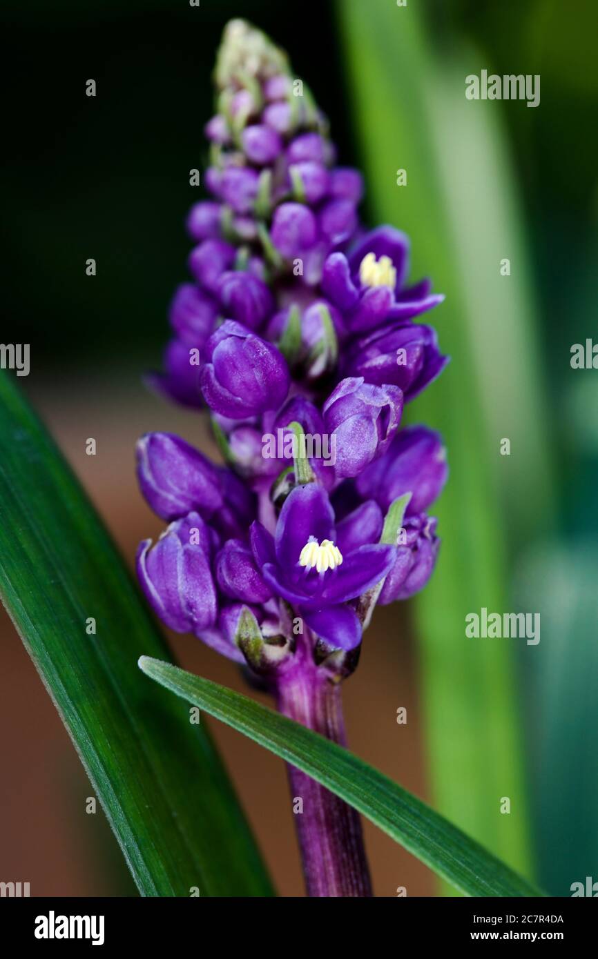 Liriope muscari (Blue Lily Turf) Stock Photo