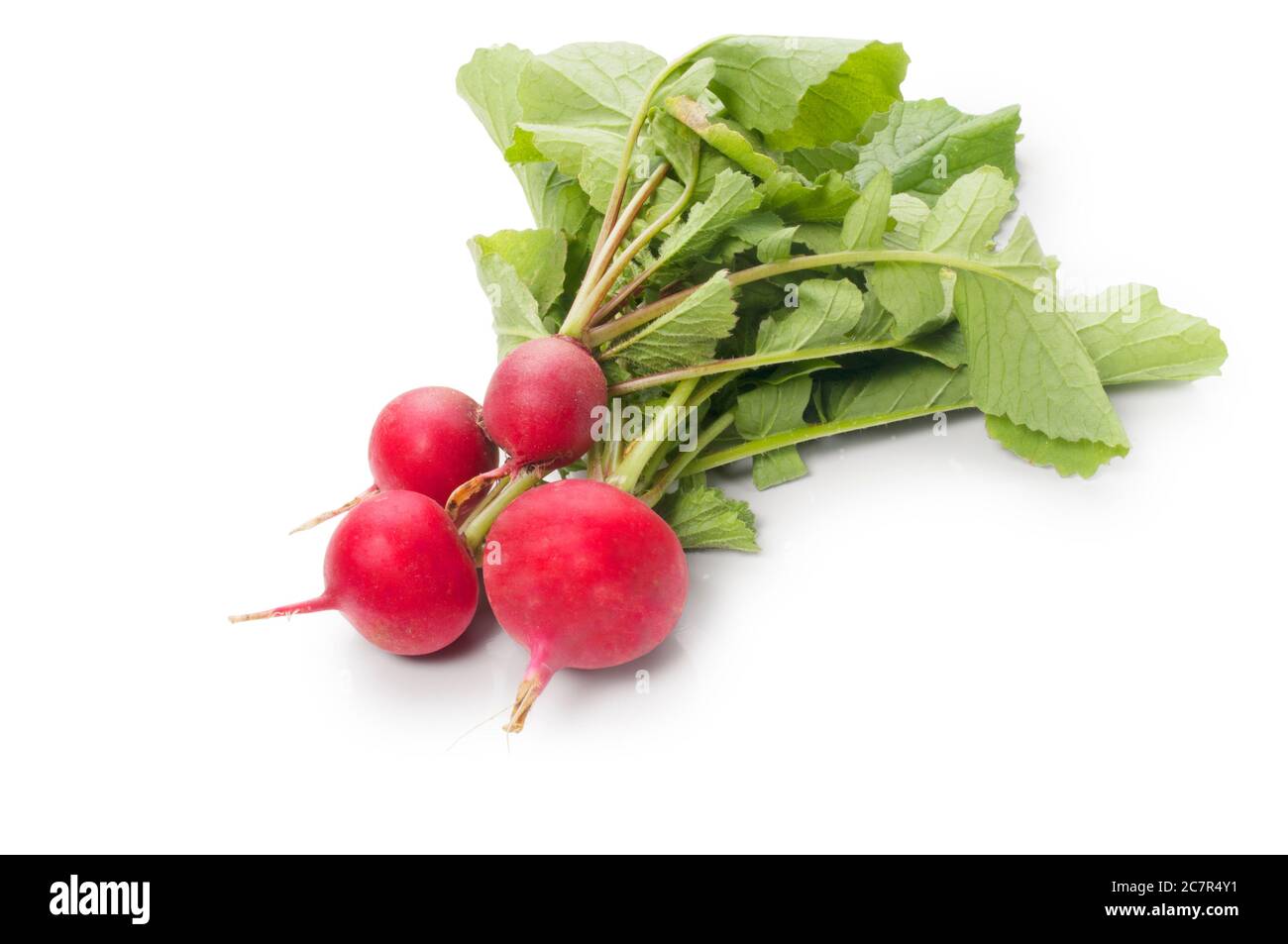 Studio shot of freshly picked radish cut out against a white background - John Gollop Stock Photo