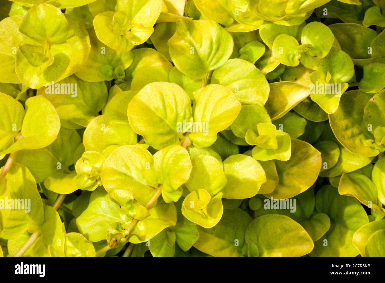 Lysimachia nummularia 'Aurea' golden creeping jenny Stock Photo