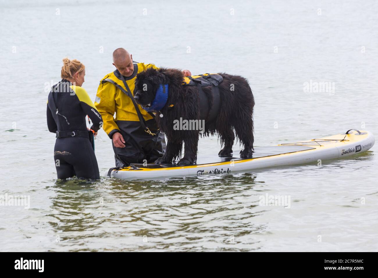 Poole, Dorset UK. 19th July 2020. Dog training sessions on the beach with dogs learning to paddleboard and increase their confidence in the sea. Newfoundland dog learning to paddleboard. Newfoundland dog standing on paddleboard. Credit: Carolyn Jenkins/Alamy Live News Stock Photo