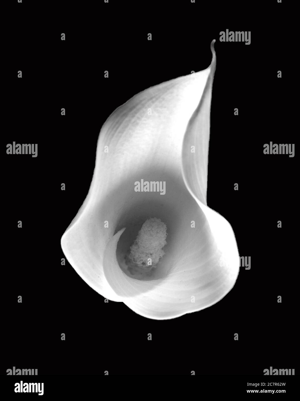 black and white calla lily close up Stock Photo