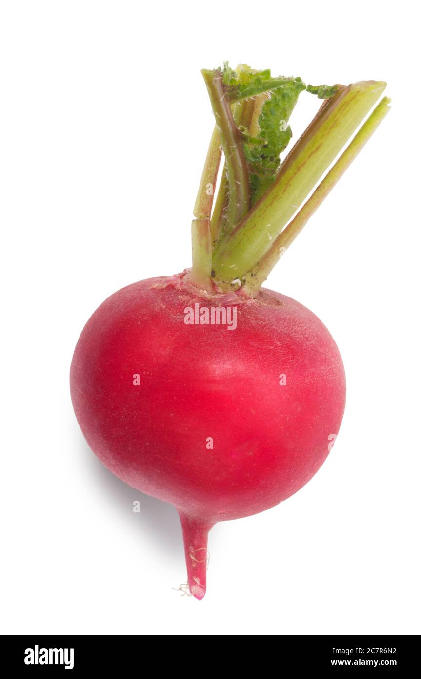 Studio shot of freshly picked radish cut out against a white background - John Gollop Stock Photo