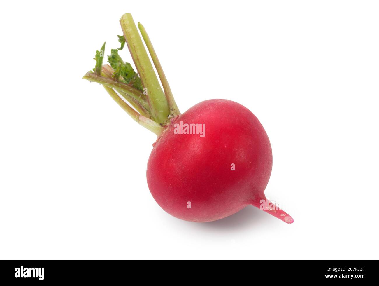 Studio shot of freshly picked radish cut out against a white background - John Gollop Stock Photo