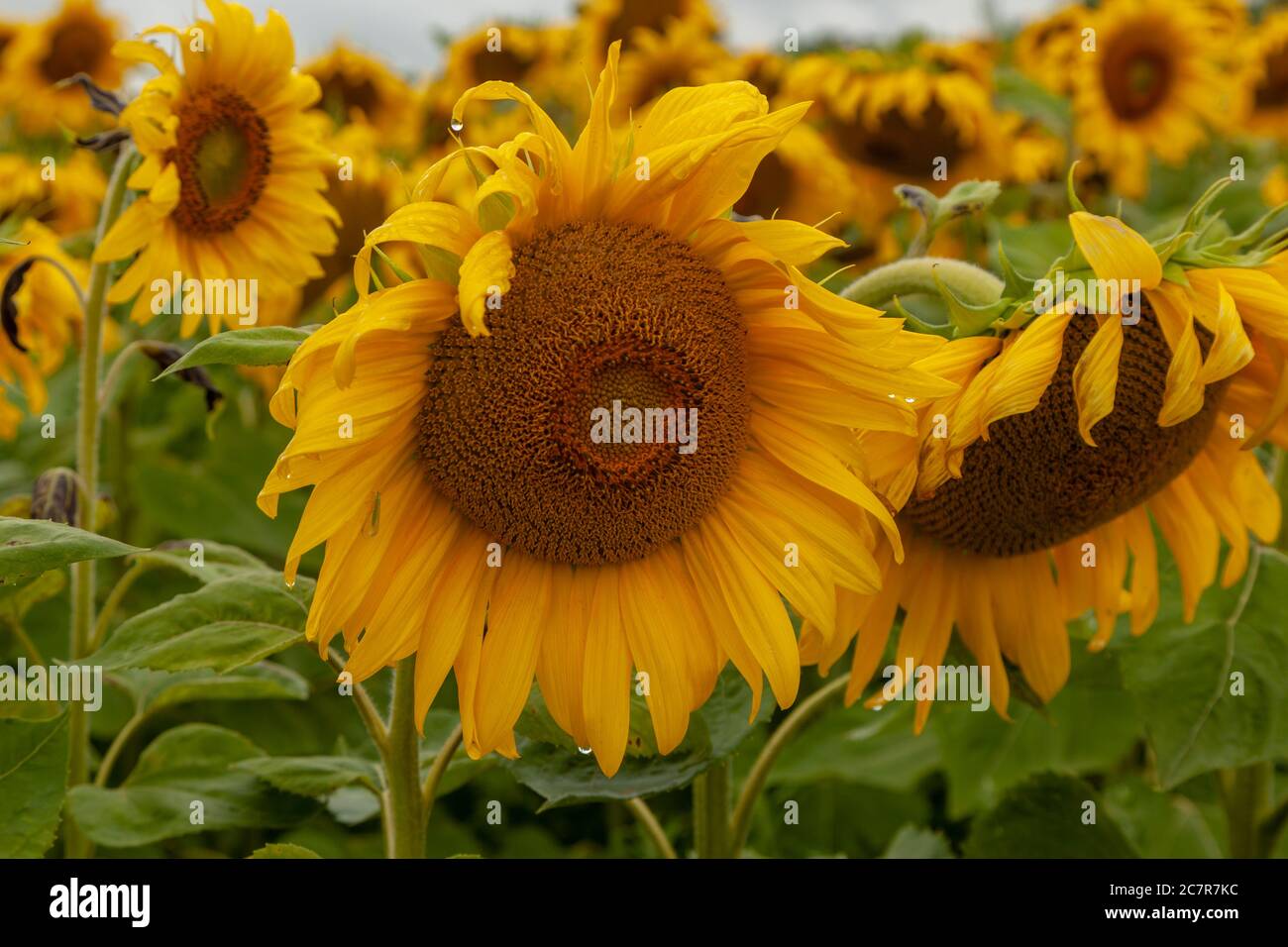Beautiful agricultural landscape hi-res stock photography and images ...