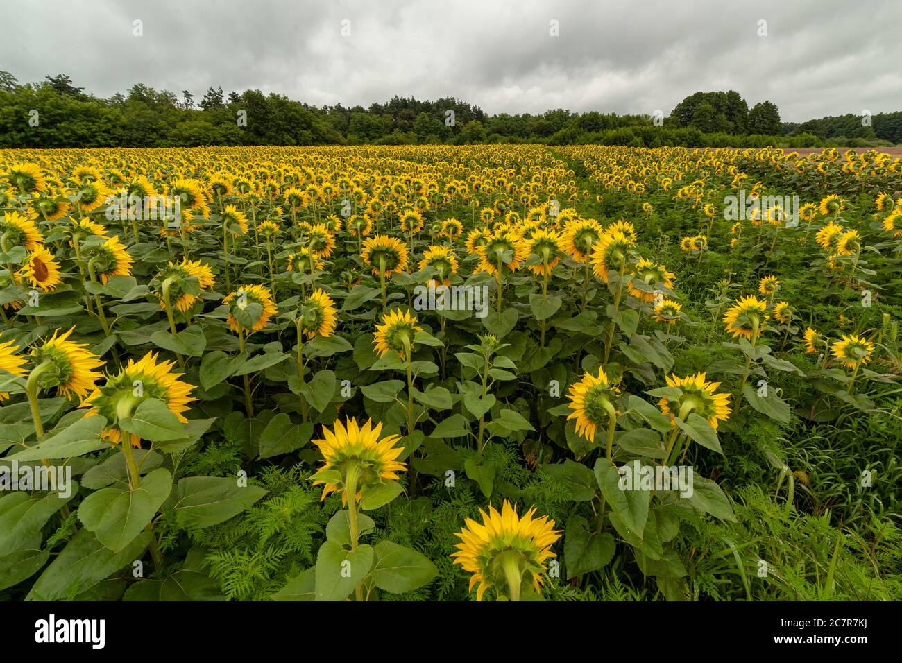 Beautiful agricultural landscape with sunflowers field Stock Photo - Alamy