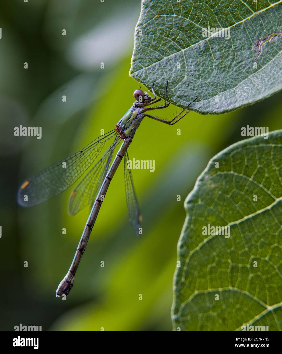 Dragonfly resting on a fig tree leaf Stock Photo - Alamy
