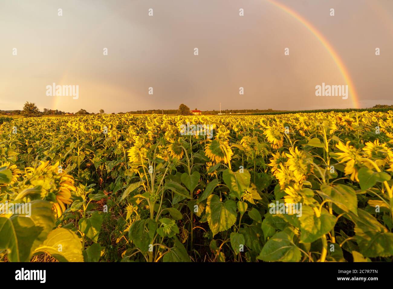 Beautiful agricultural landscape with sunflowers field and beautiful ...