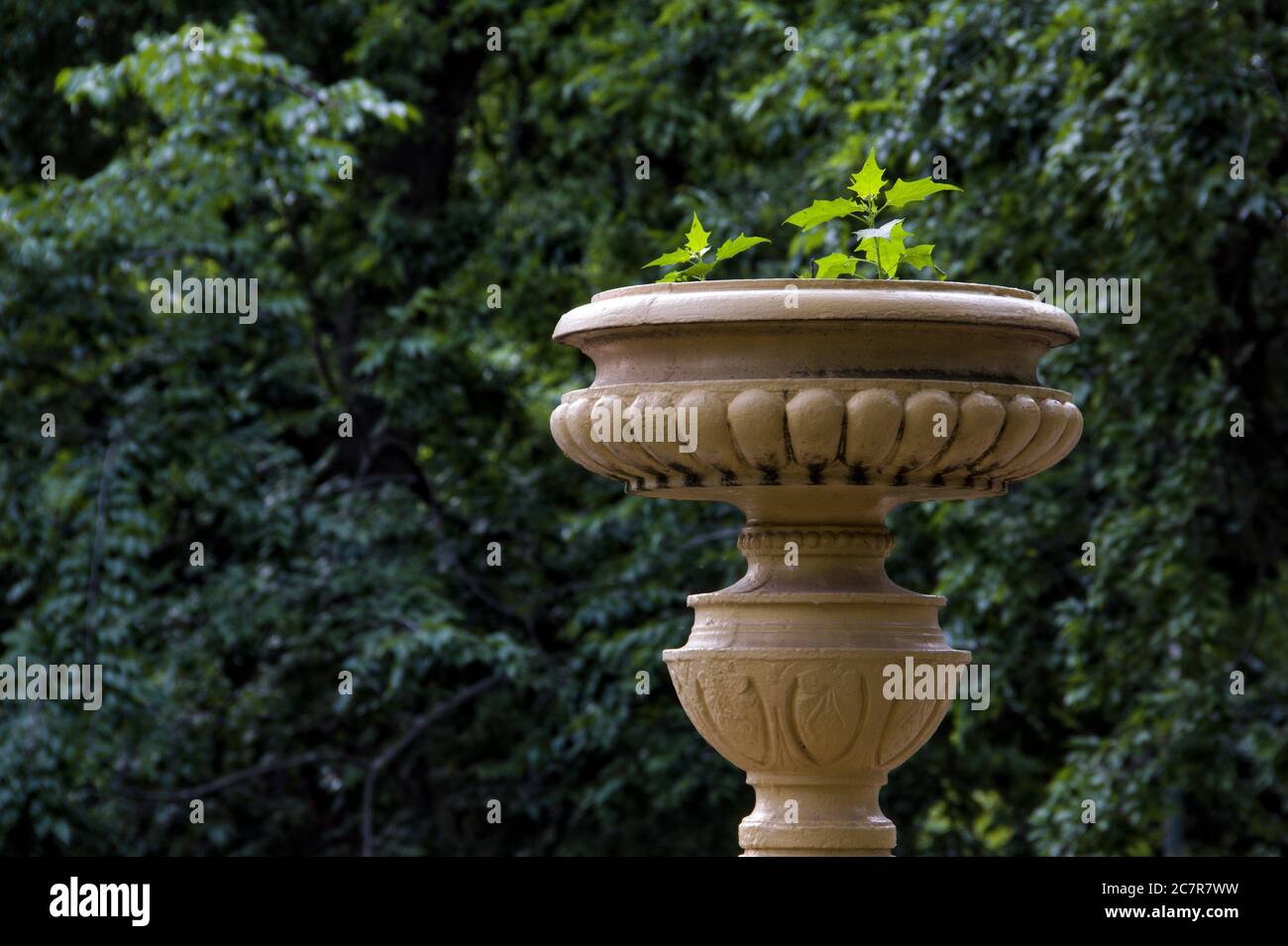 Yellow garden vase on a green background. Stock Photo