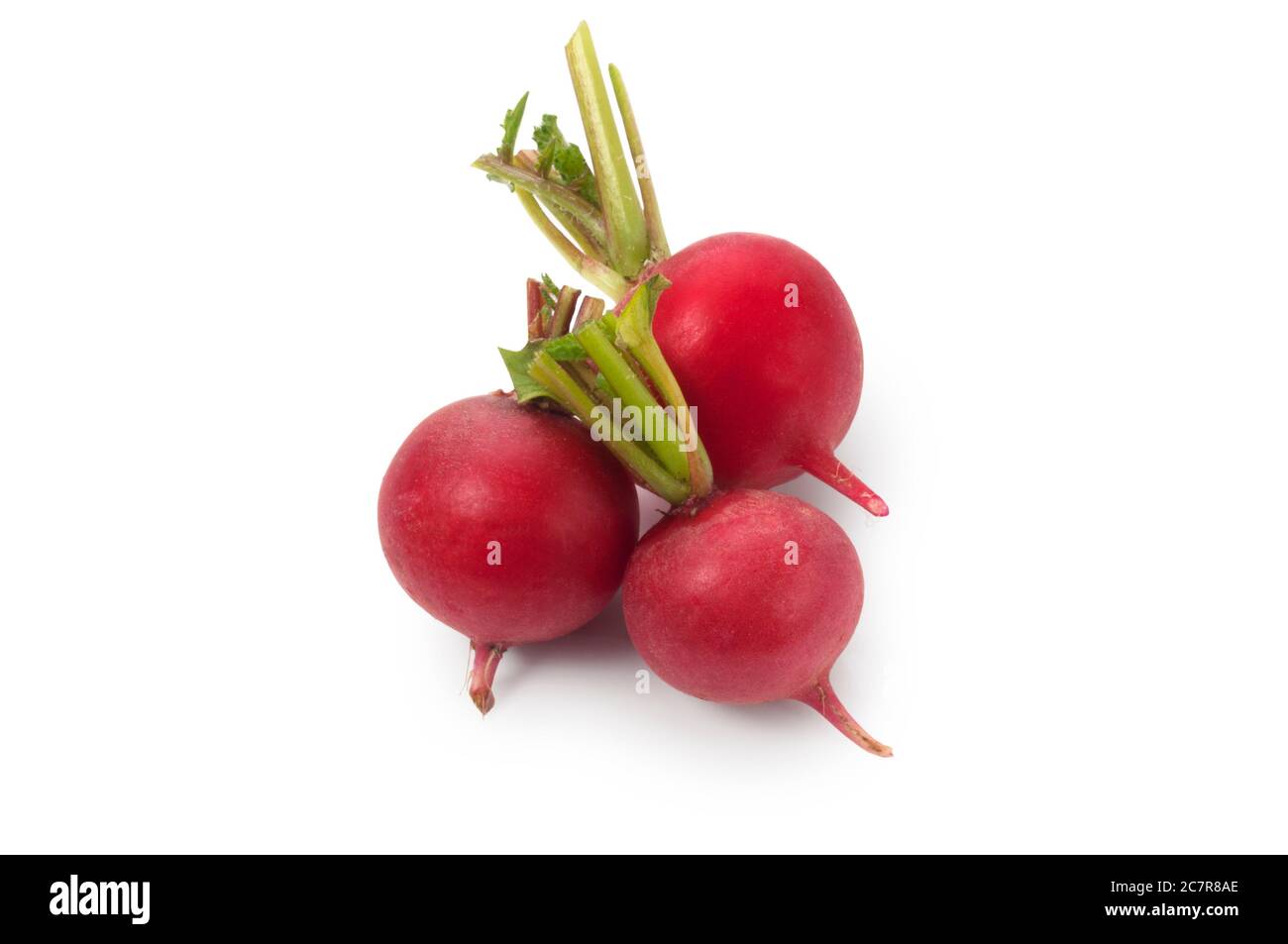 Studio shot of freshly picked radish cut out against a white background - John Gollop Stock Photo