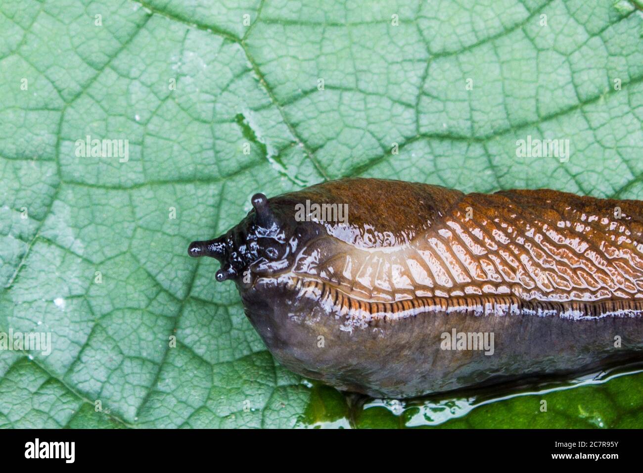 Detail of slug arion lusitanicus on leaf in the garden Stock Photo