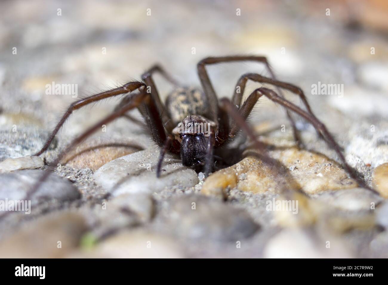 Detail of giant house spider eratigena artica on stones Stock Photo
