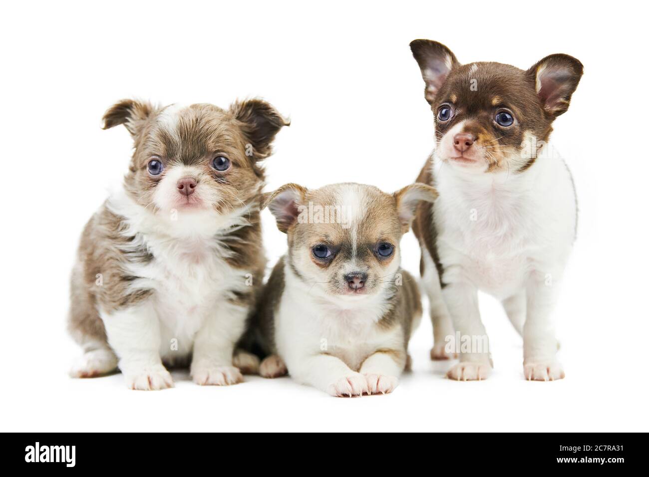 Three Chihuahua puppies, isolated. Little cute dogs on white ...