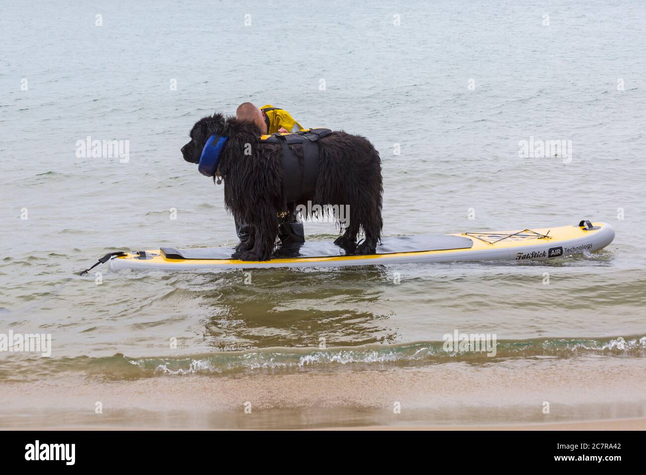 Poole, Dorset UK. 19th July 2020. Dog training sessions on the beach with dogs learning to paddleboard and increase their confidence in the sea. Newfoundland dog learning to paddleboard. Newfoundland dog standing on paddleboard. Credit: Carolyn Jenkins/Alamy Live News Stock Photo