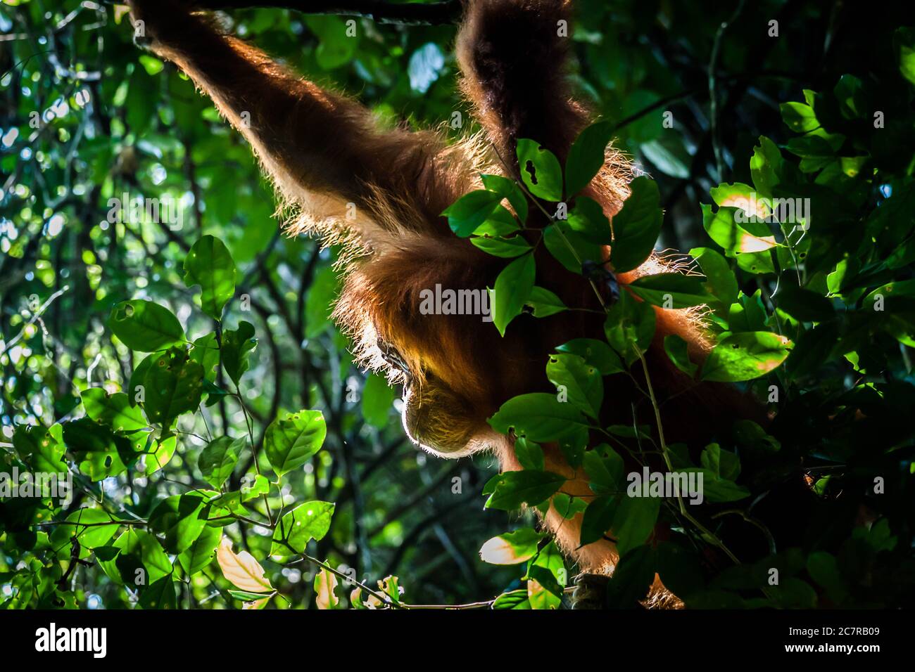 Profile image of a wild orangutan hanging on a tree in its natural habitat on the island of  Sumatra Stock Photo