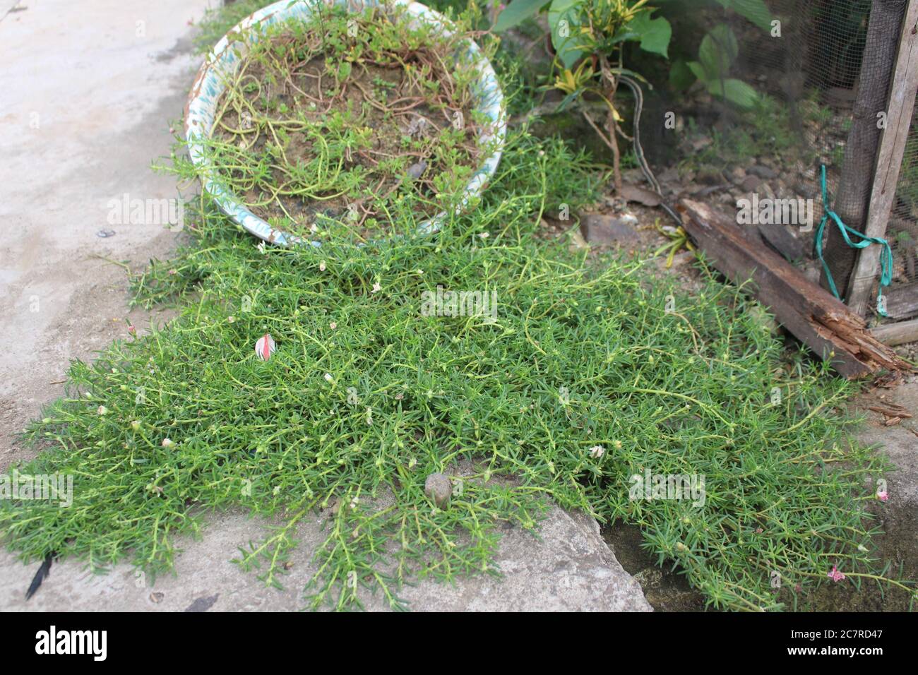 Closeup shot of Sagina plants in pots Stock Photo