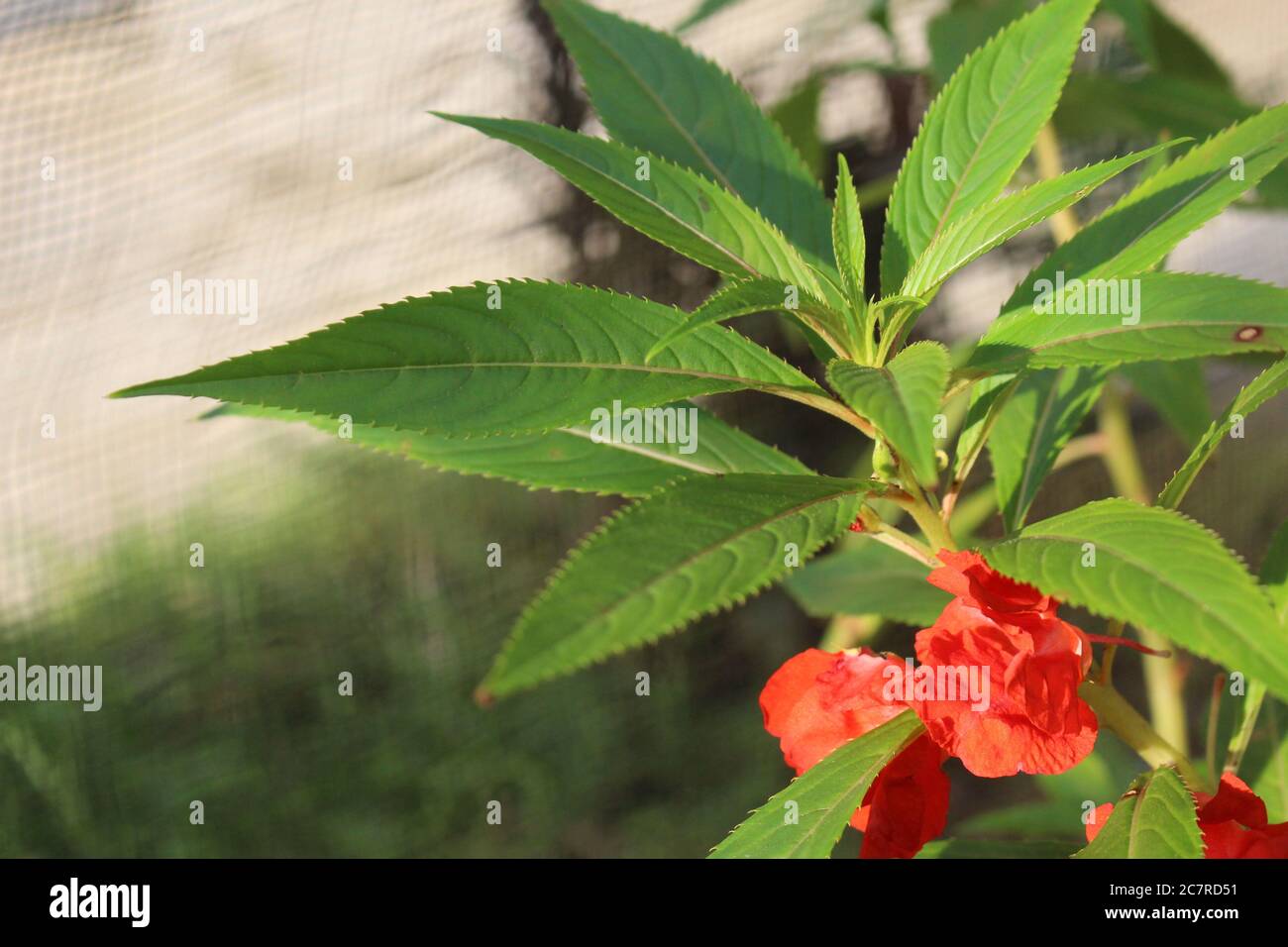 Shallow focus closeup shot of a red Balsam flower with big green leaves Stock Photo