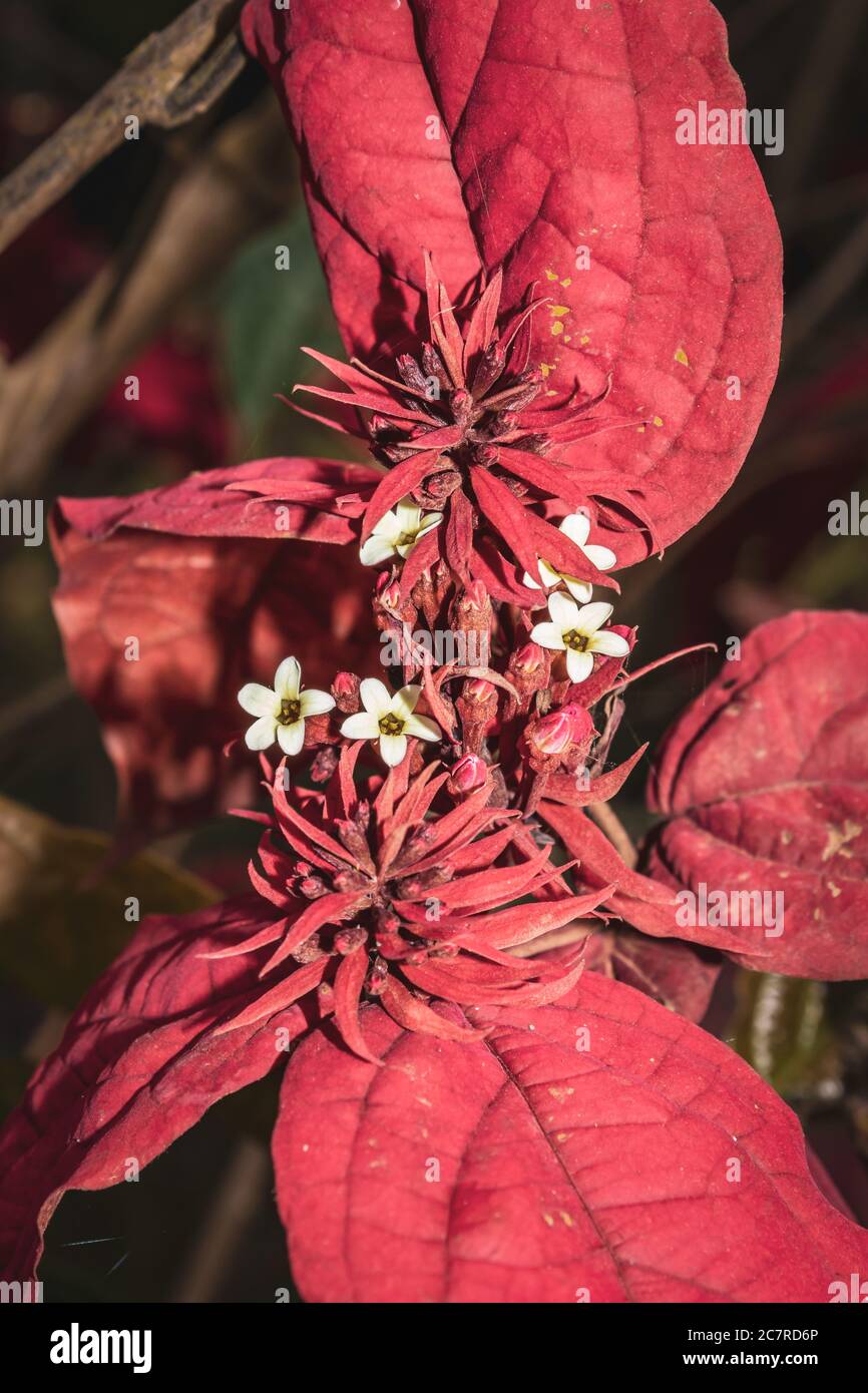 Uganda Flower High Resolution Stock Photography and Images Alamy