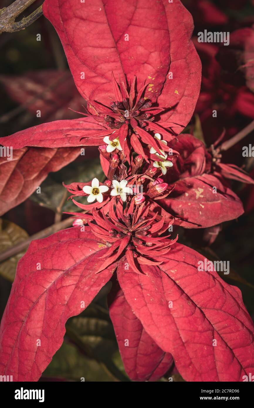 Uganda Flower High Resolution Stock Photography and Images Alamy