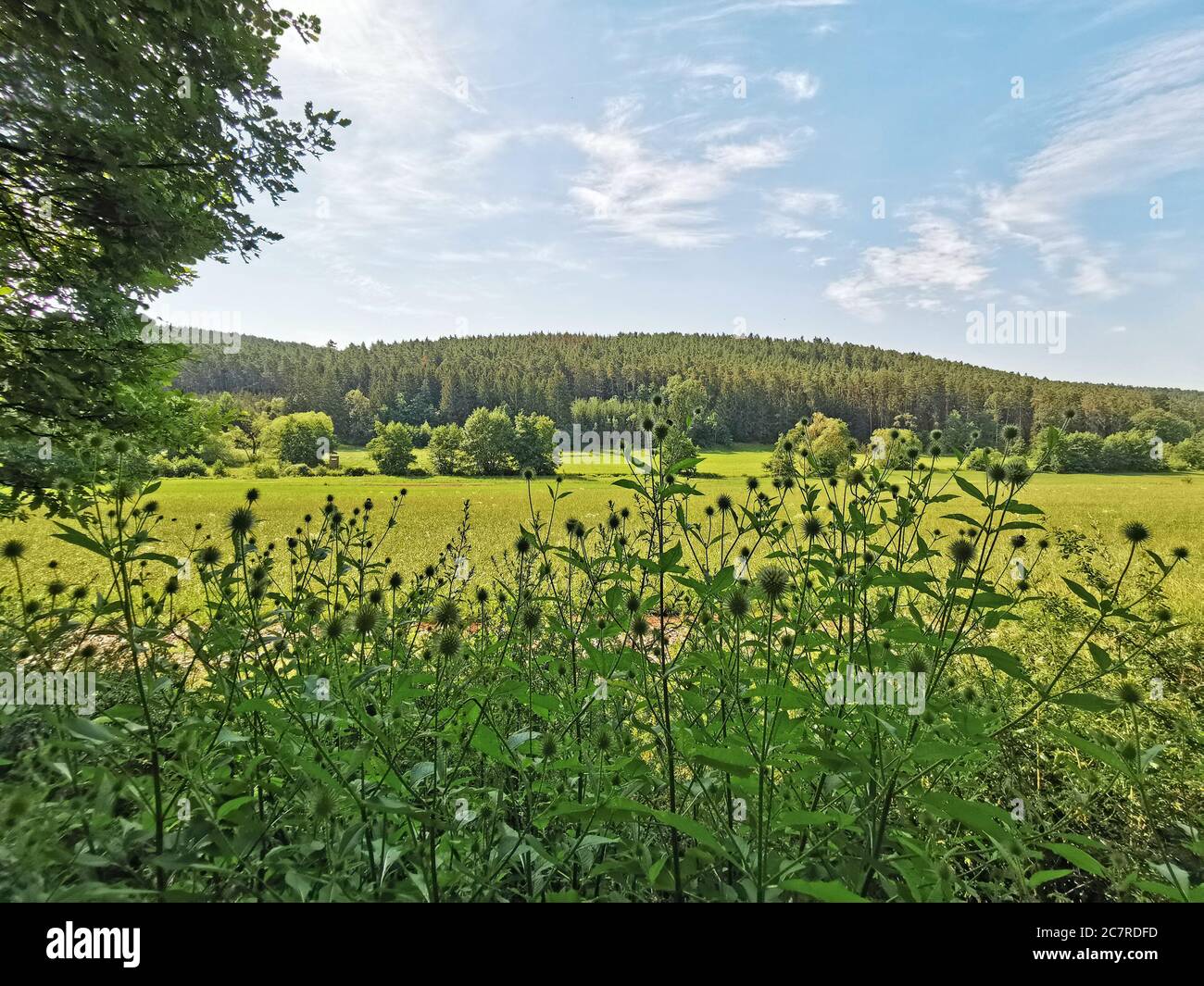 summer landscape with a sunny meadow and woodland in the back, wild teasel in the foreground Stock Photo